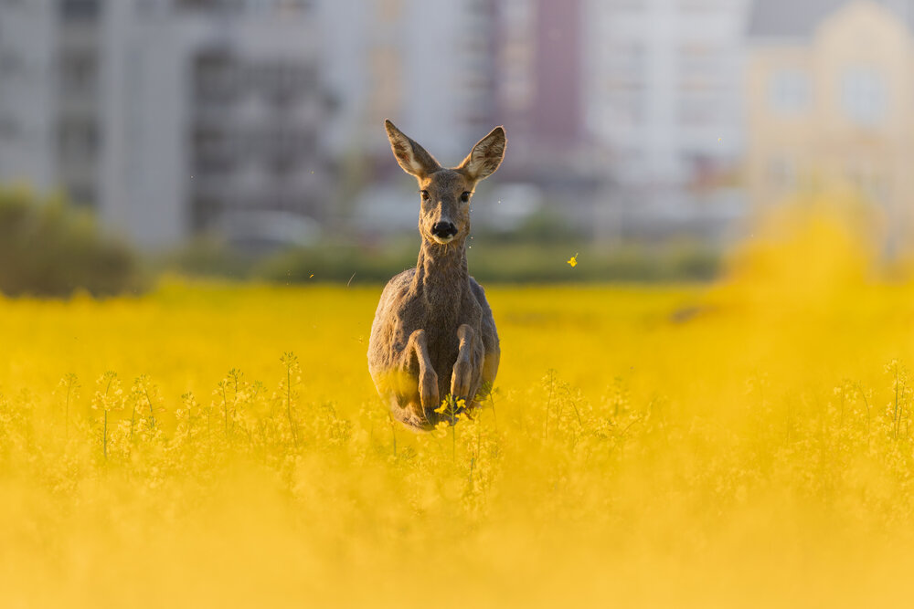 Photograph by Sebastian Popa