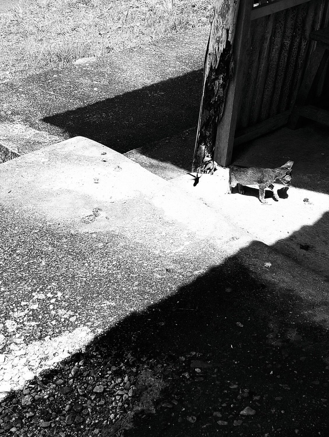 A cat And Shadows