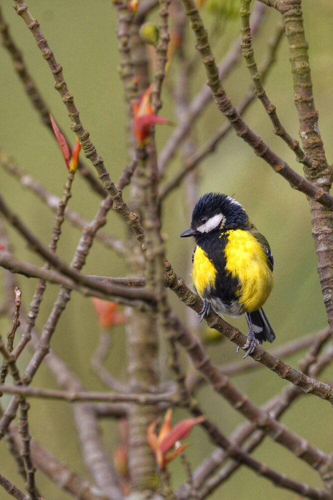Green backed tit