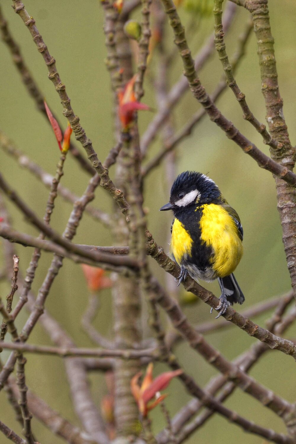 Green backed tit