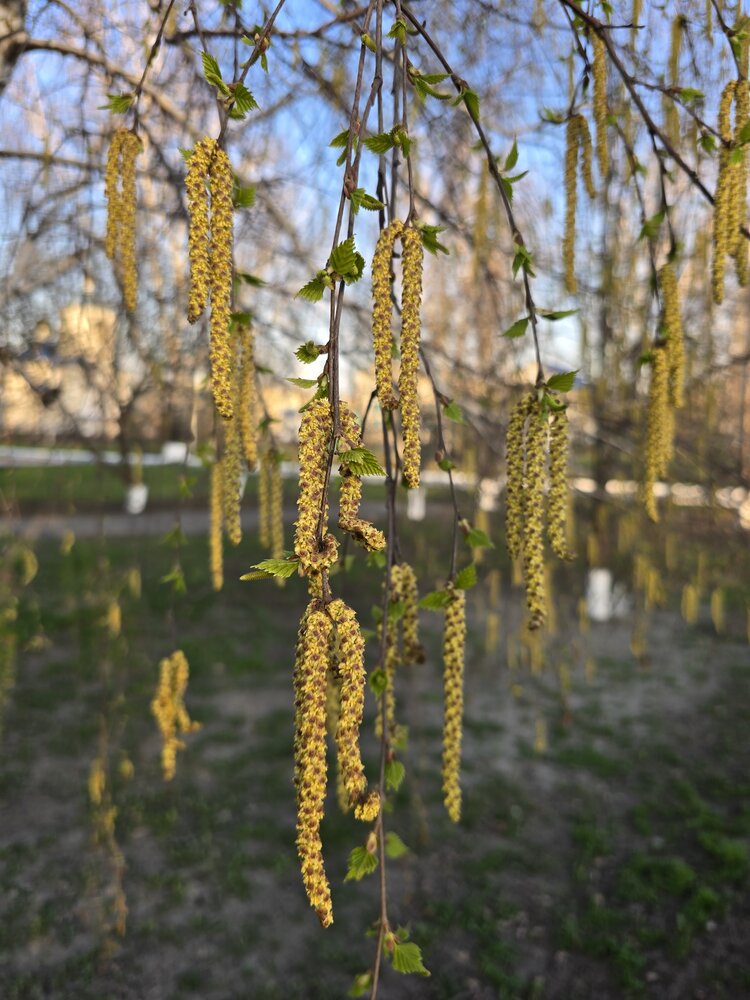 Фотография автора Татьяна Шарлап