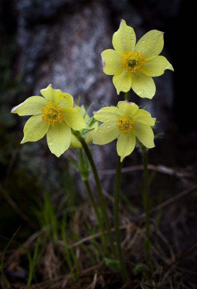 Photograph by Панюшкин Андрей