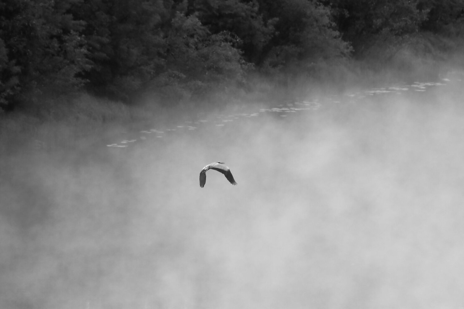 Photo #13818447