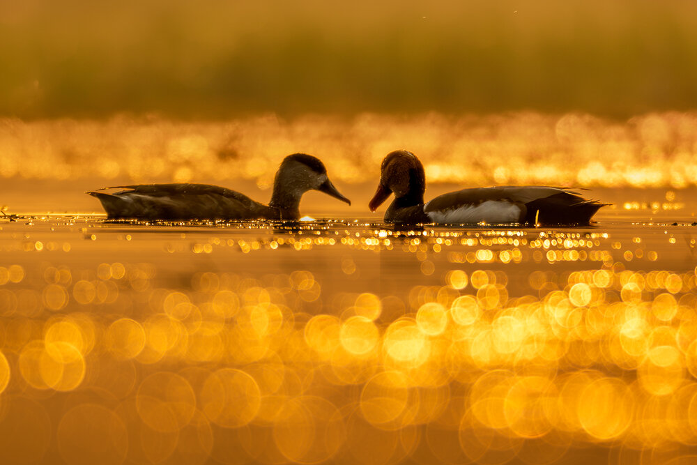 Photograph by Rakesh Murmu