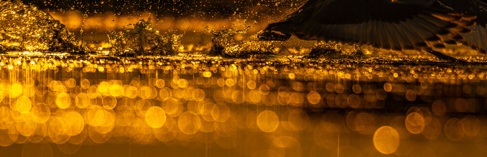 Photograph by Rakesh Murmu