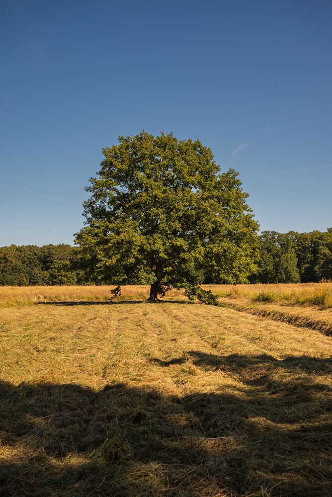 Photograph by Юлия Сидорова