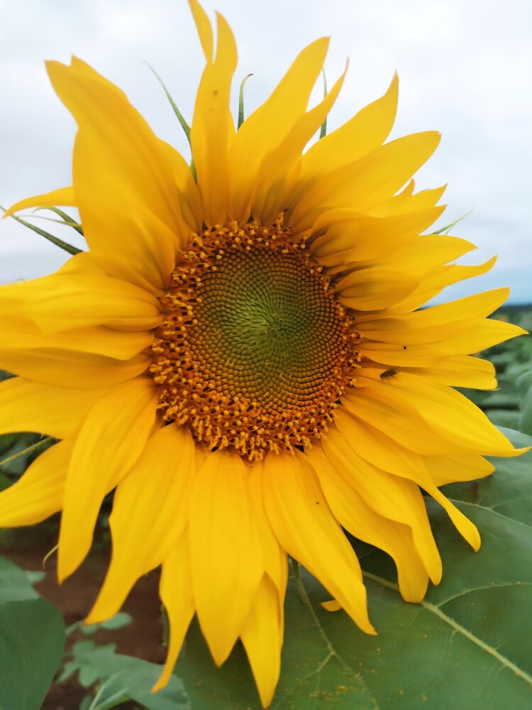 Photograph by Алёна Кибичеева