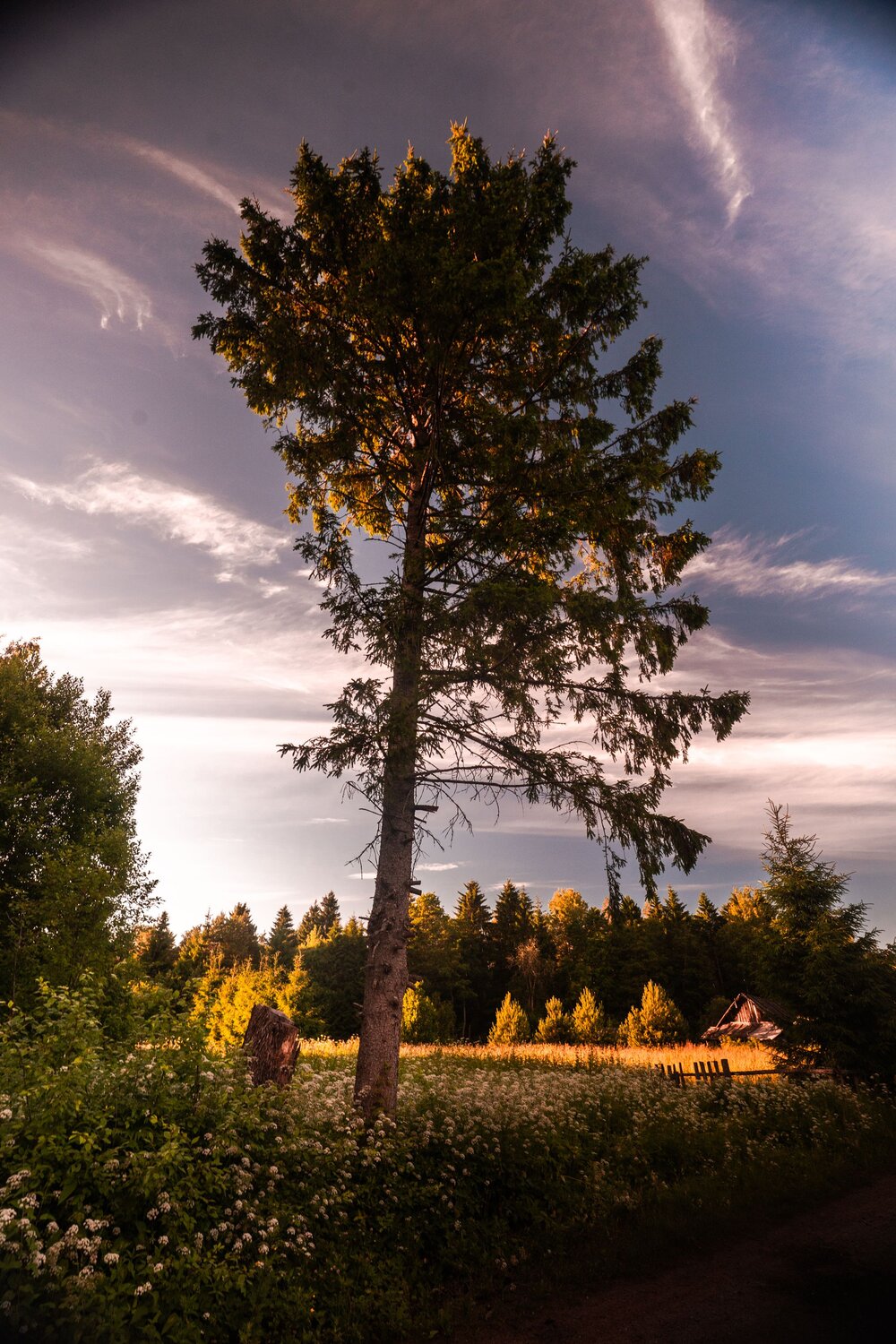 Photo #13819035