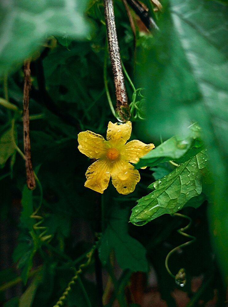 Фотография автора MD Ismail Hossain Rafi Rafi