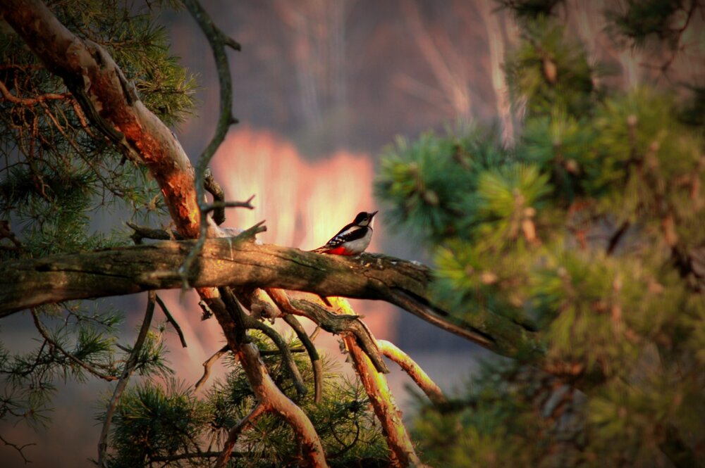 Photograph by Сергей Варламов