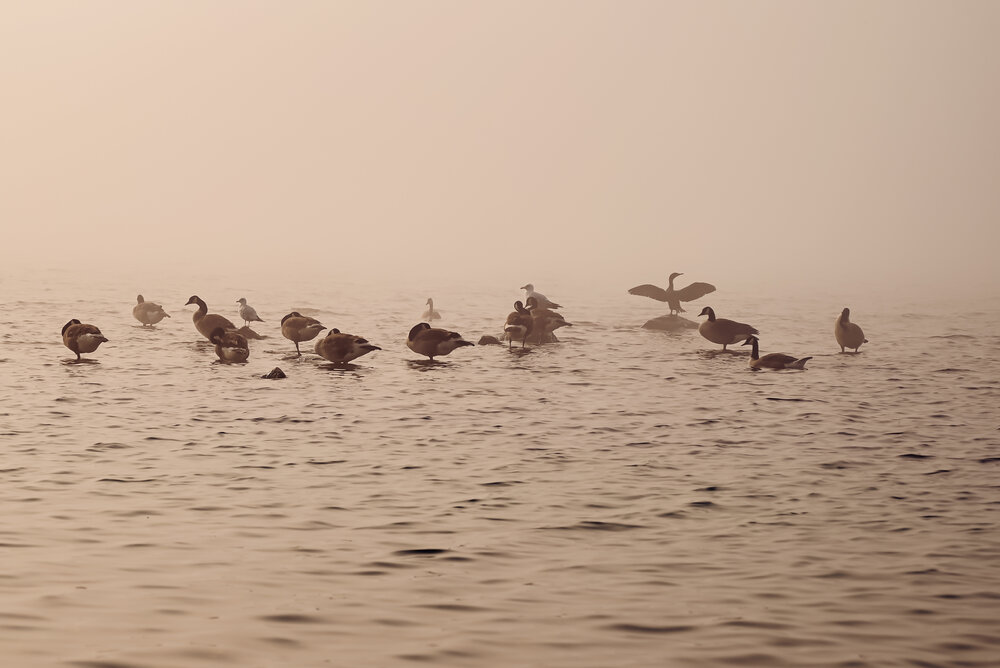 The Rhythm of Silence.