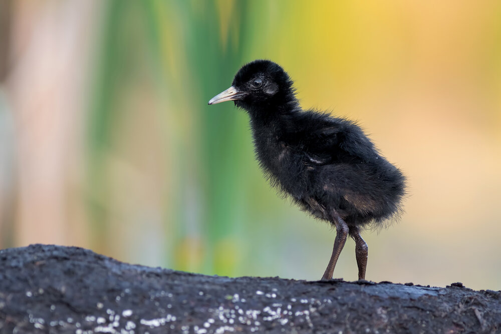 First Steps