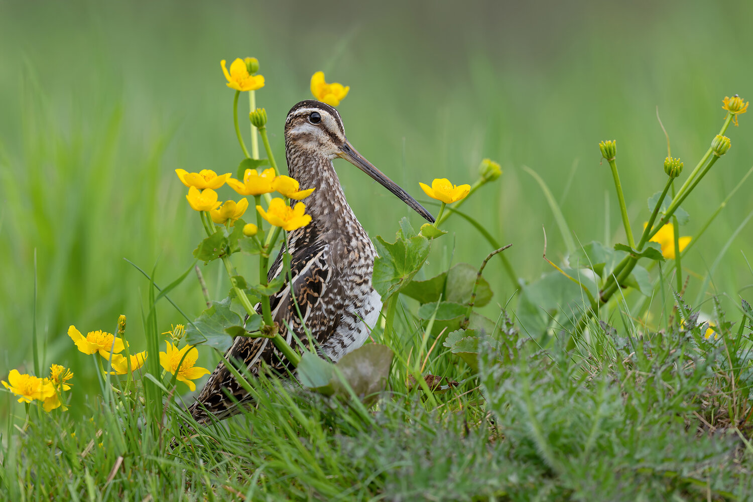 Among the Golden Flowers