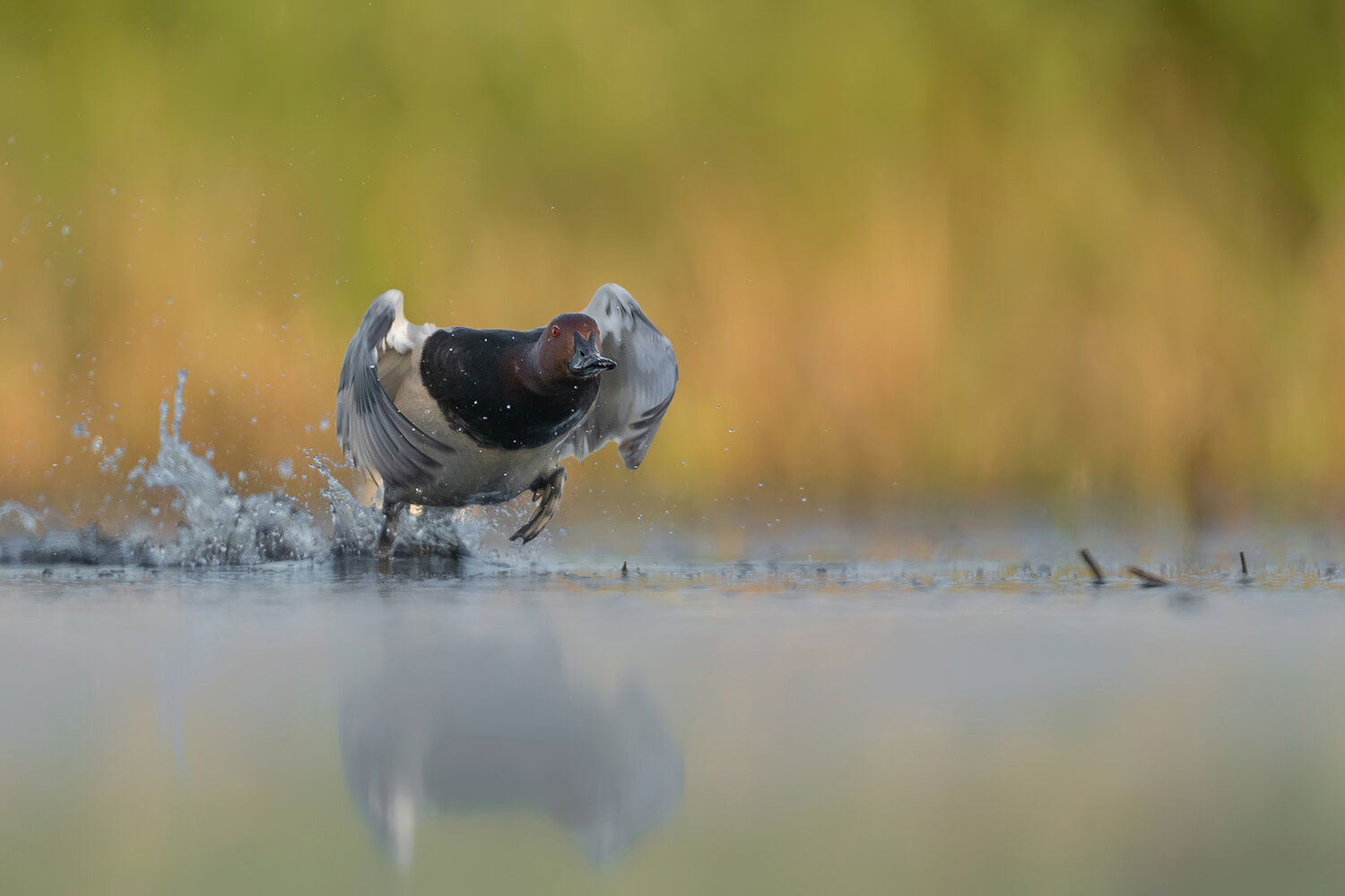 Water Dance