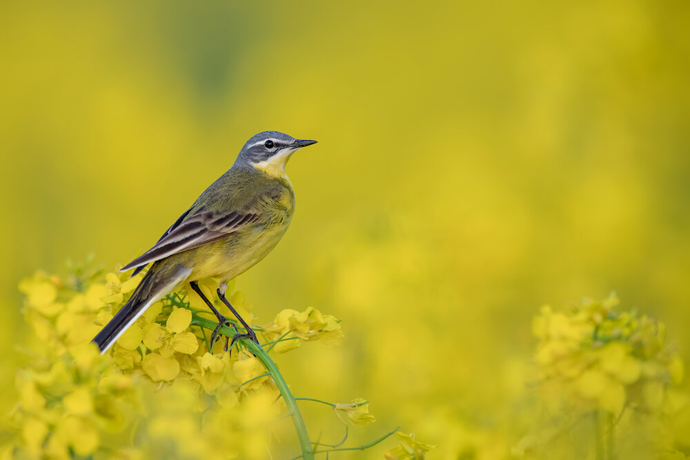 Golden Harmony