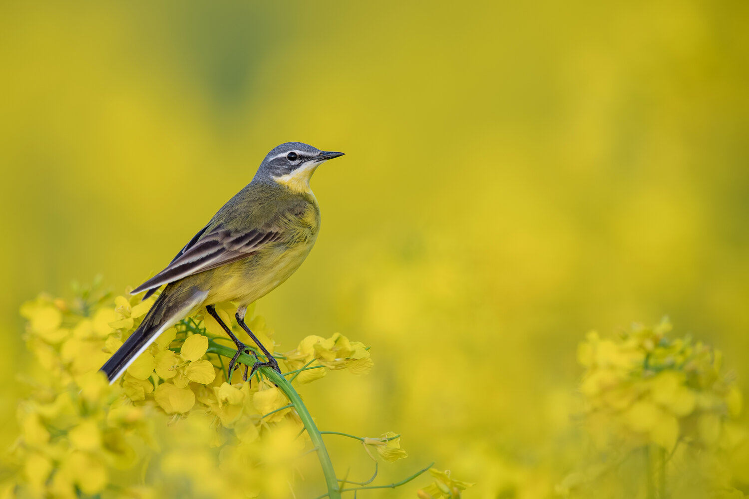 Golden Harmony