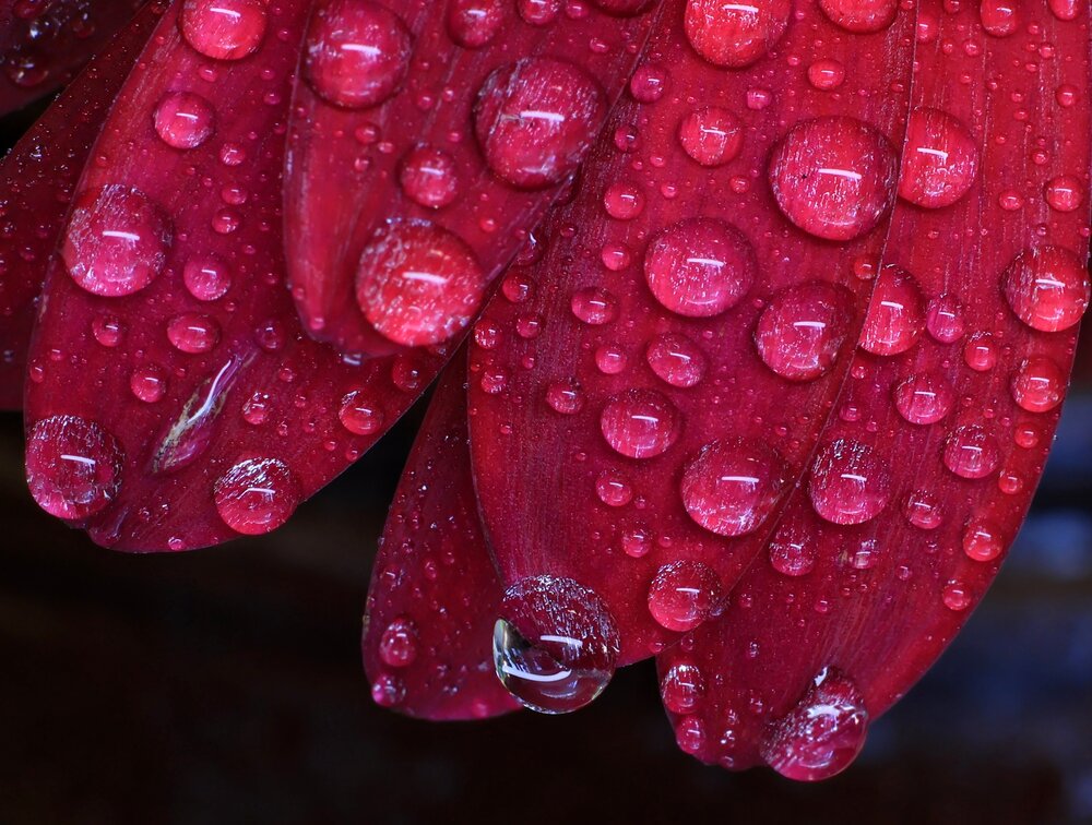 Photograph by Olga Asson