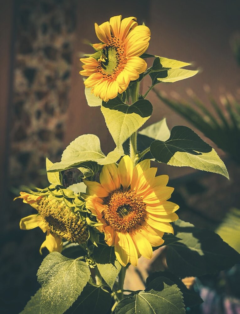Photograph by Waleed Yousuf Alwahaibi