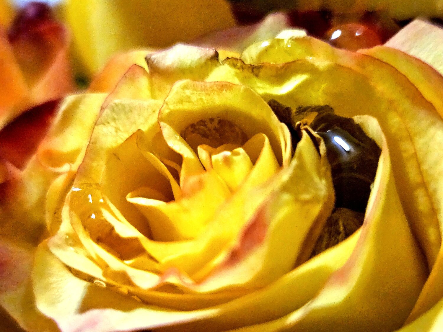 Photo #13820043