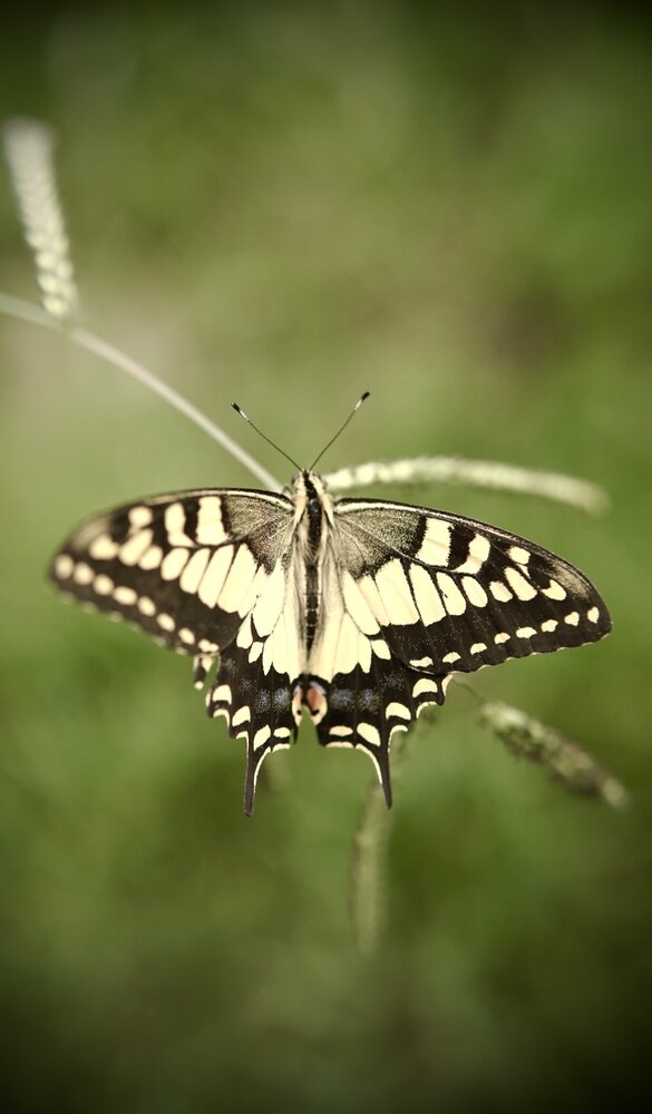 Photograph by farzaneh razmgir