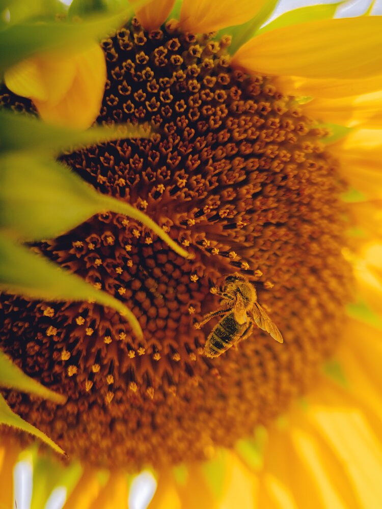 Photograph by Бобчева Веселина