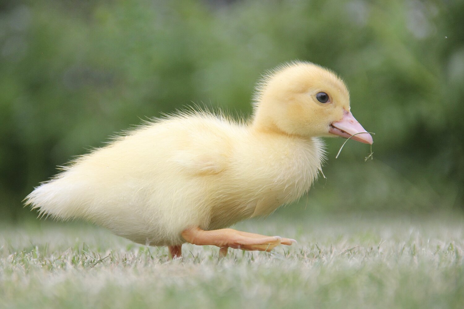 Photo #13820429