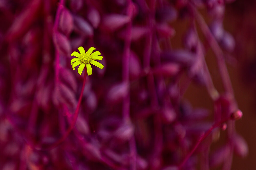 Solitary Bloom