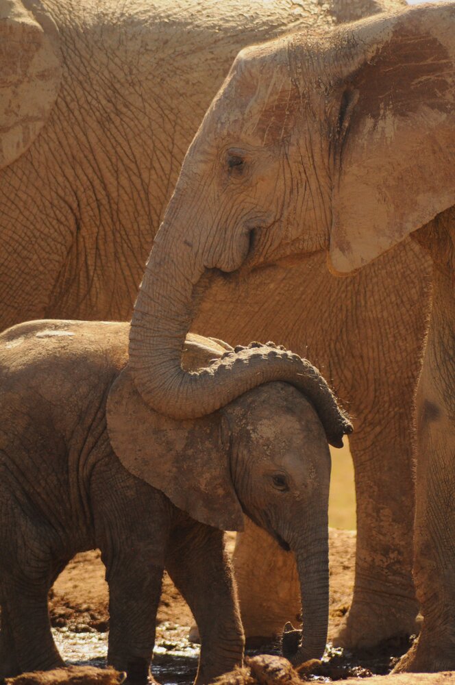 Photograph by Alexis Pienaar