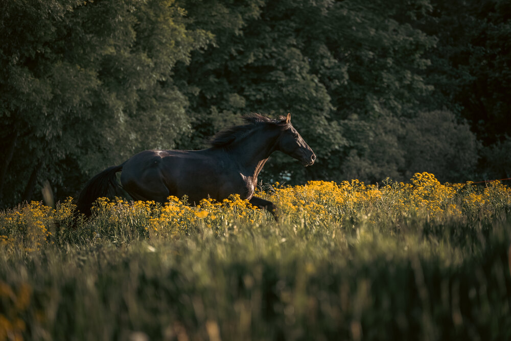 Photograph by Dina Damotseva