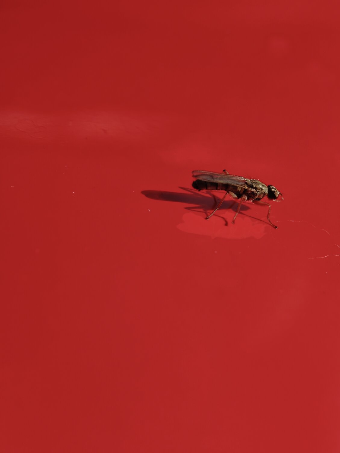 Photo #13820626