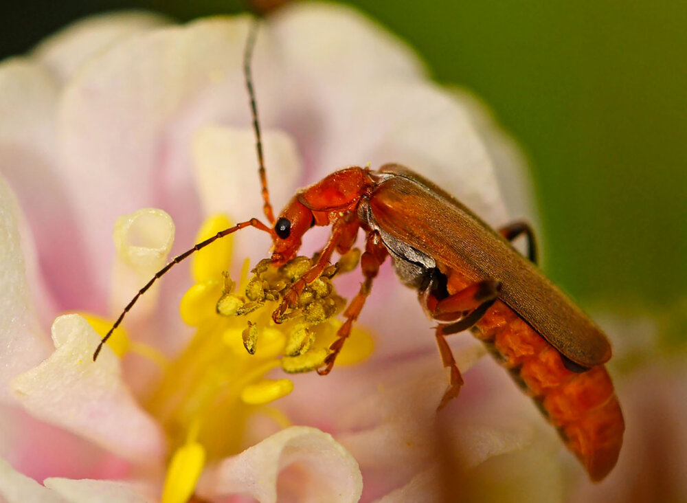 Photograph by Marjo Steffen