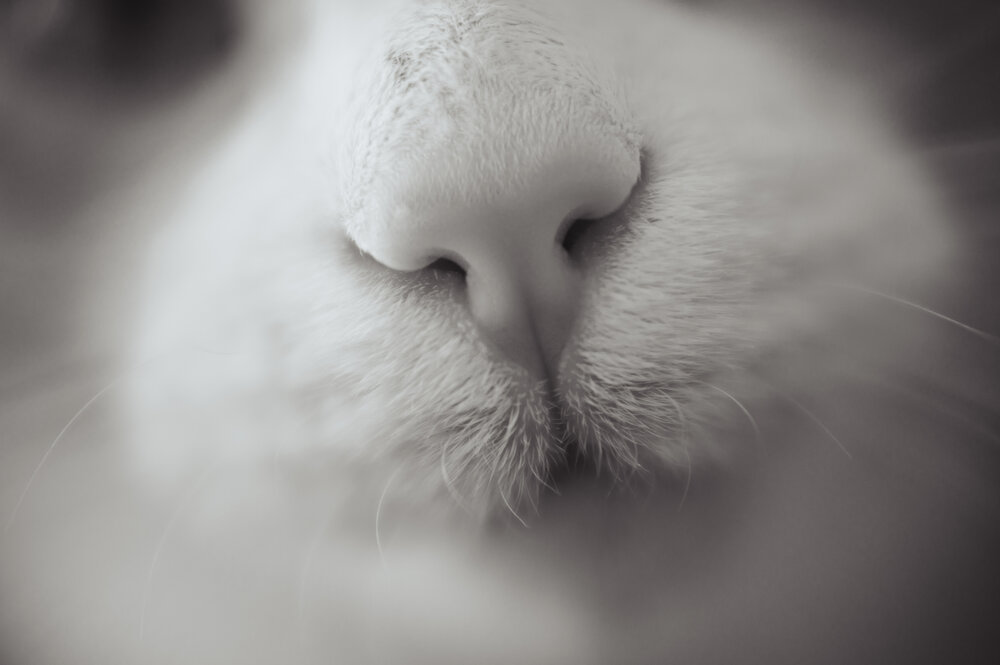 Photograph by Максим