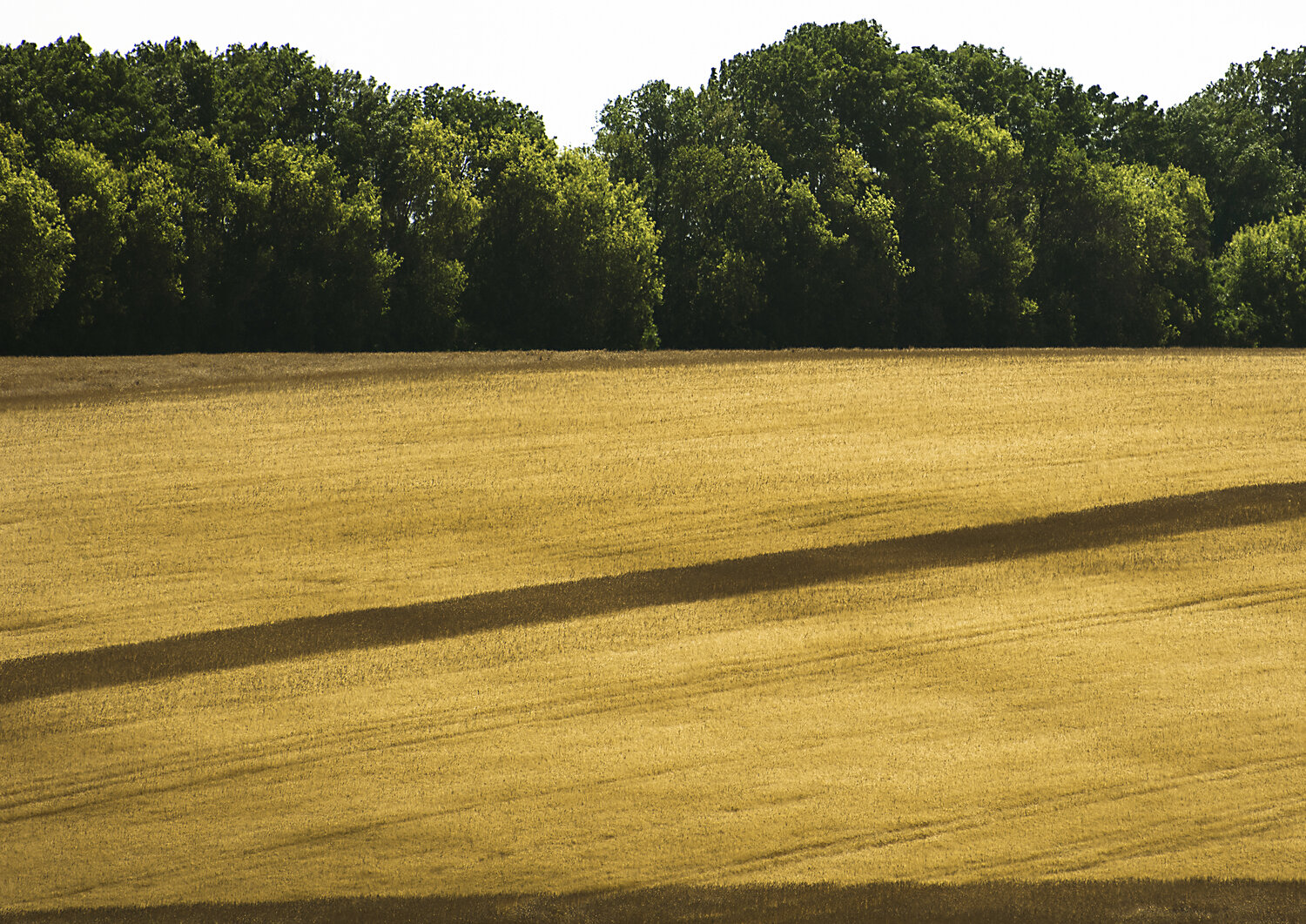 Photo #13820995