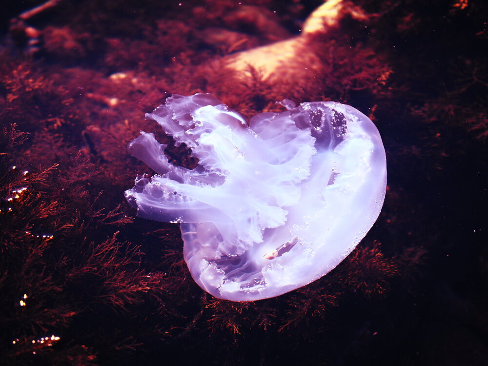 Photograph by Сергей Борисов