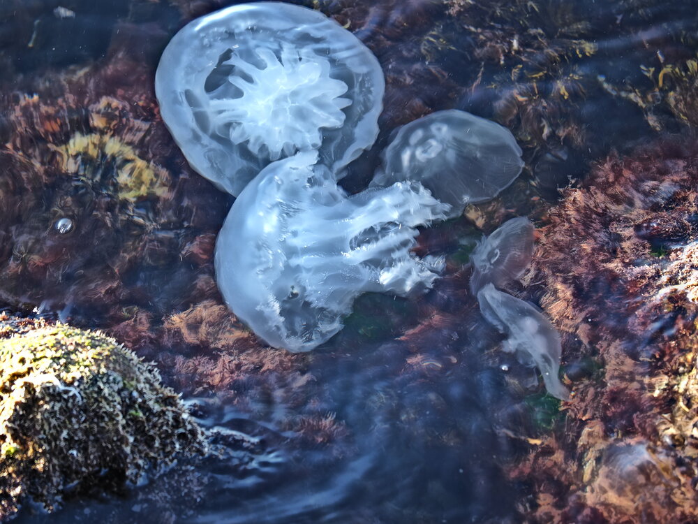 Photograph by Сергей Борисов