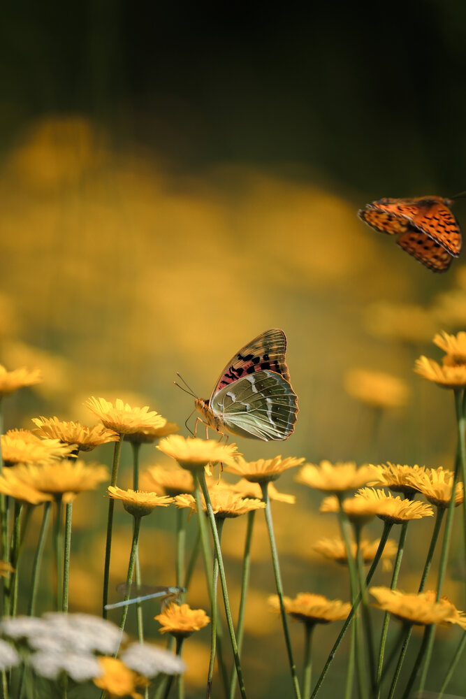 Photograph by Сергей Кравченко
