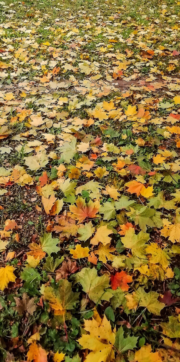 Photo #13821141