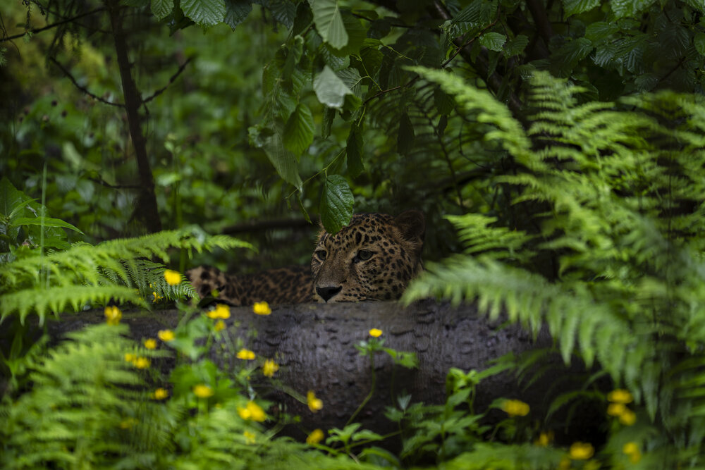 Ягуар. Jaguar