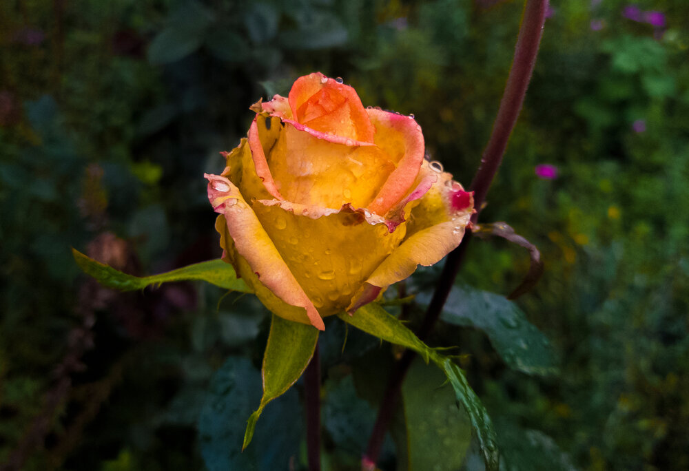 Photograph by Денис Колесников