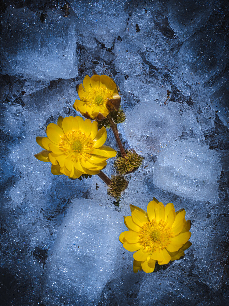 Photograph by Ольга Мусиенко