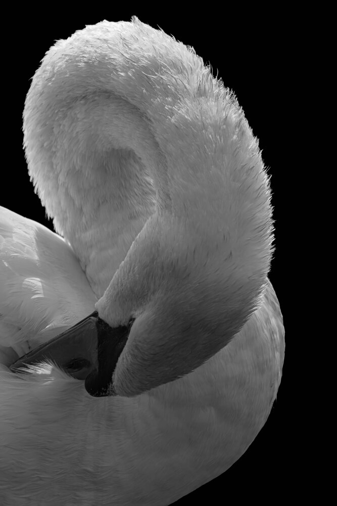 Photograph by Milan Djordjevic