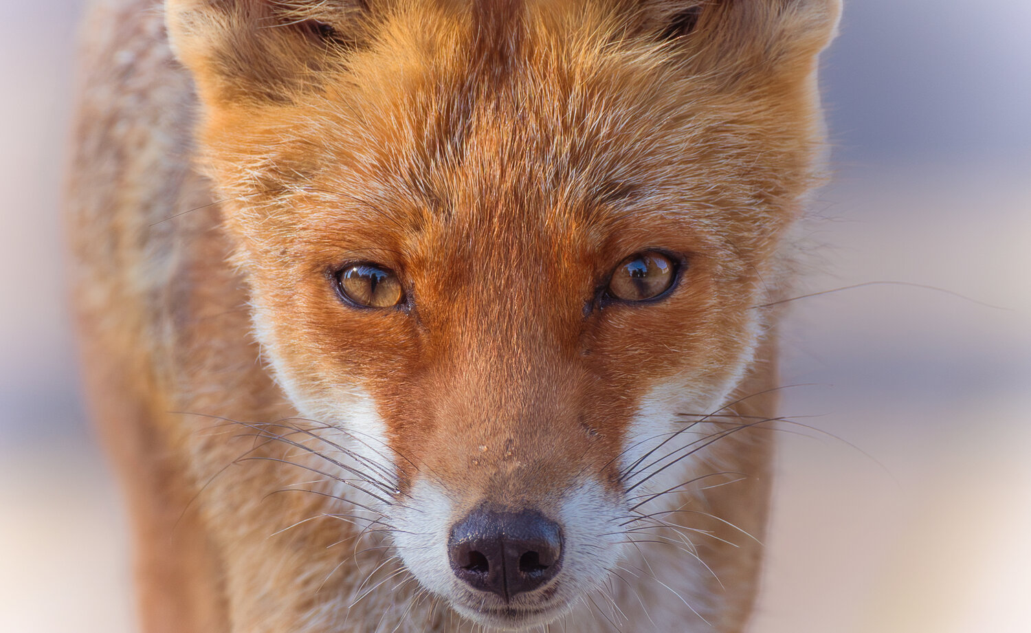 Eyes that have seen the forest breathe