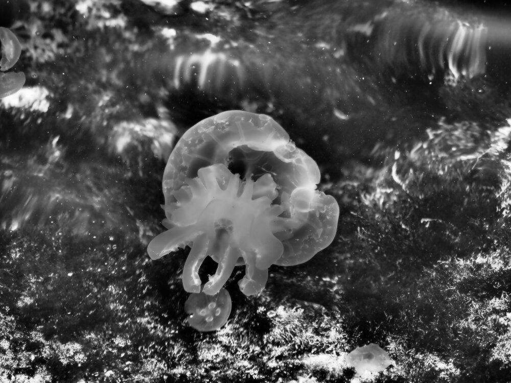Photograph by Сергей Борисов