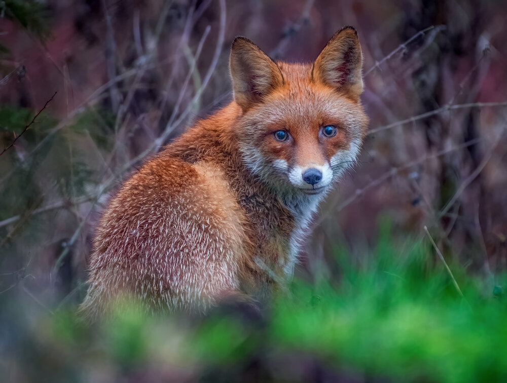 The Quiet Wisdom of the Wild