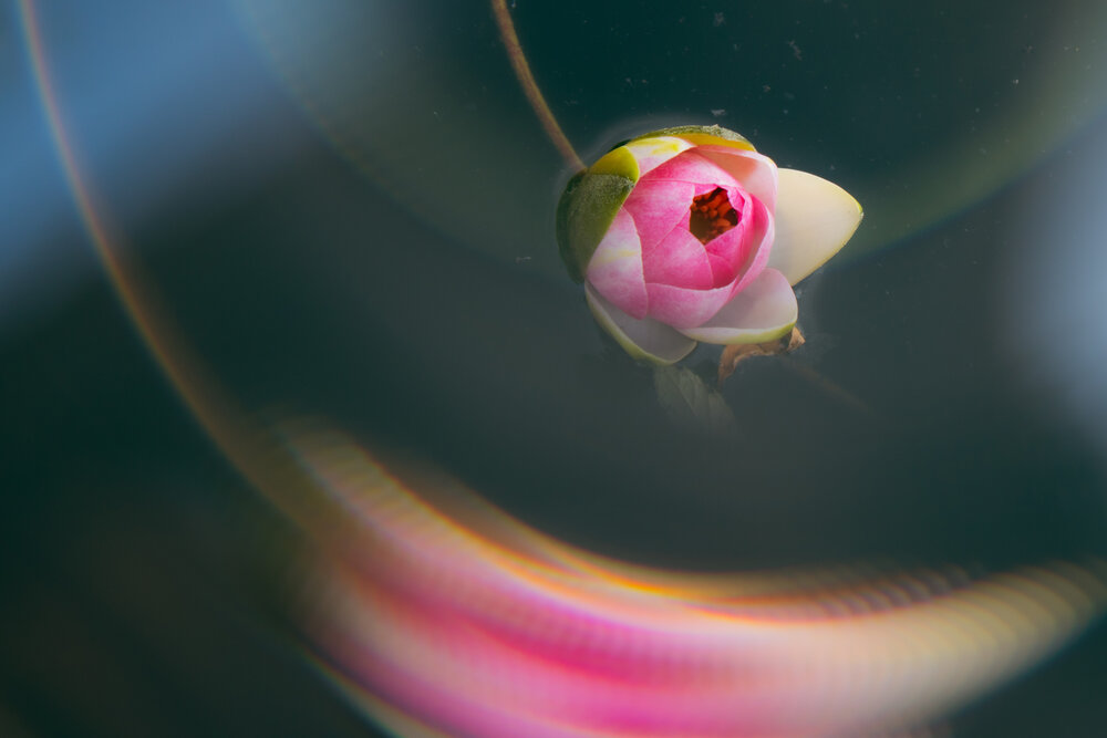 Photograph by Наталья Самород