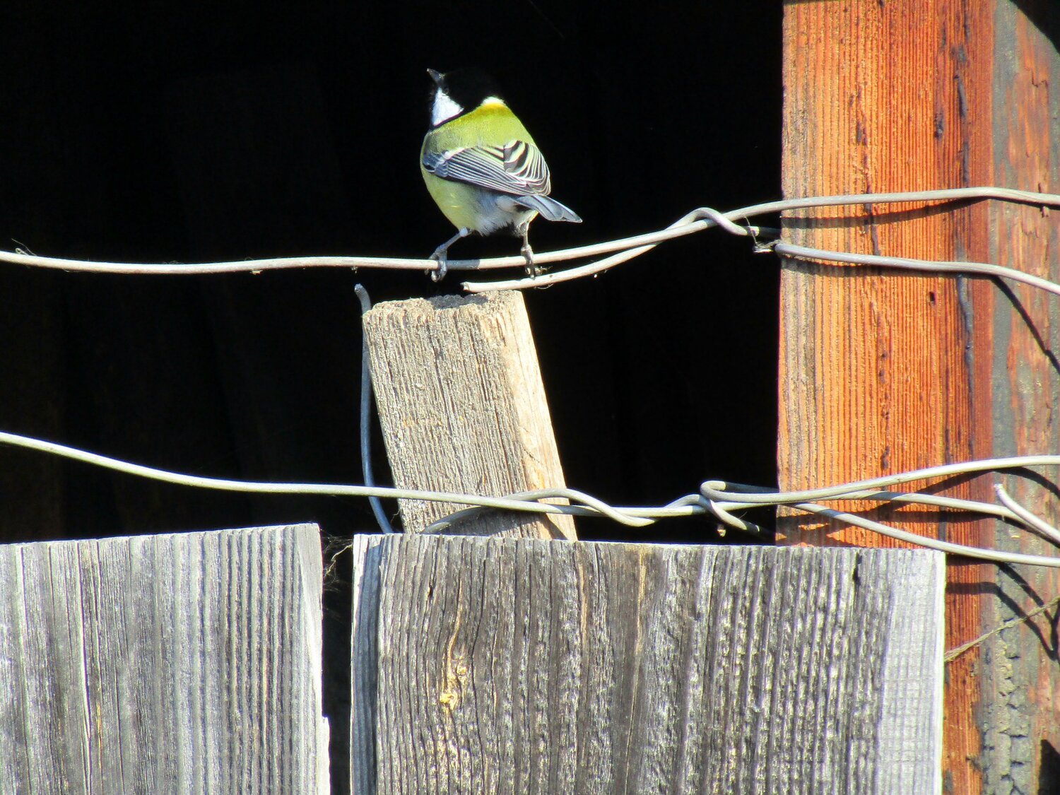 Photo #13821633
