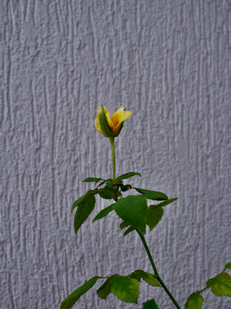 Photograph by Andrianova Natalia
