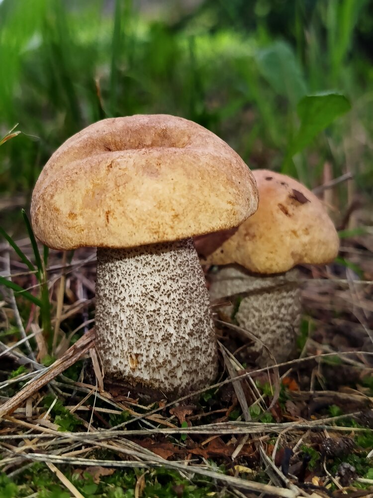 Грибная семейка