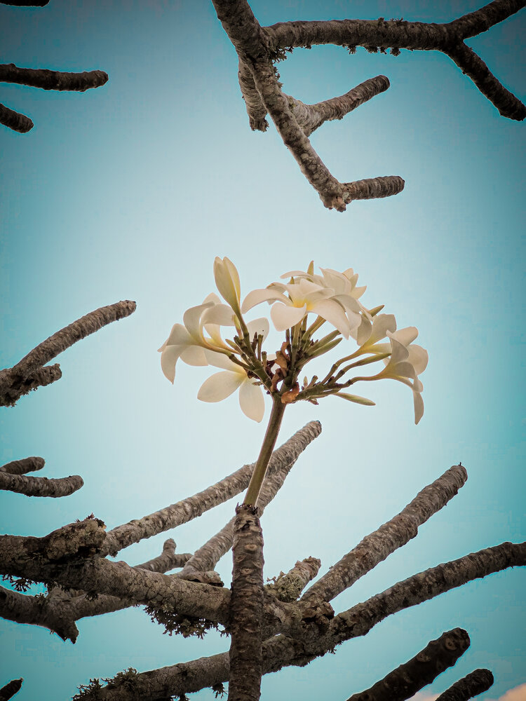 Photograph by Walfrido Alexandre