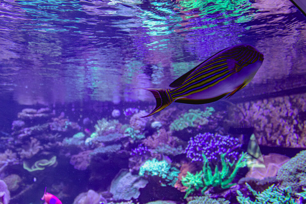 A beautiful detailed close up underwater photograph showing a colorful striped acanthurus lineatus blue banded surgeonfish swimming inside a bright aquarium salt water tank during a sunny day